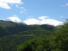 Ardahan Ormanı 